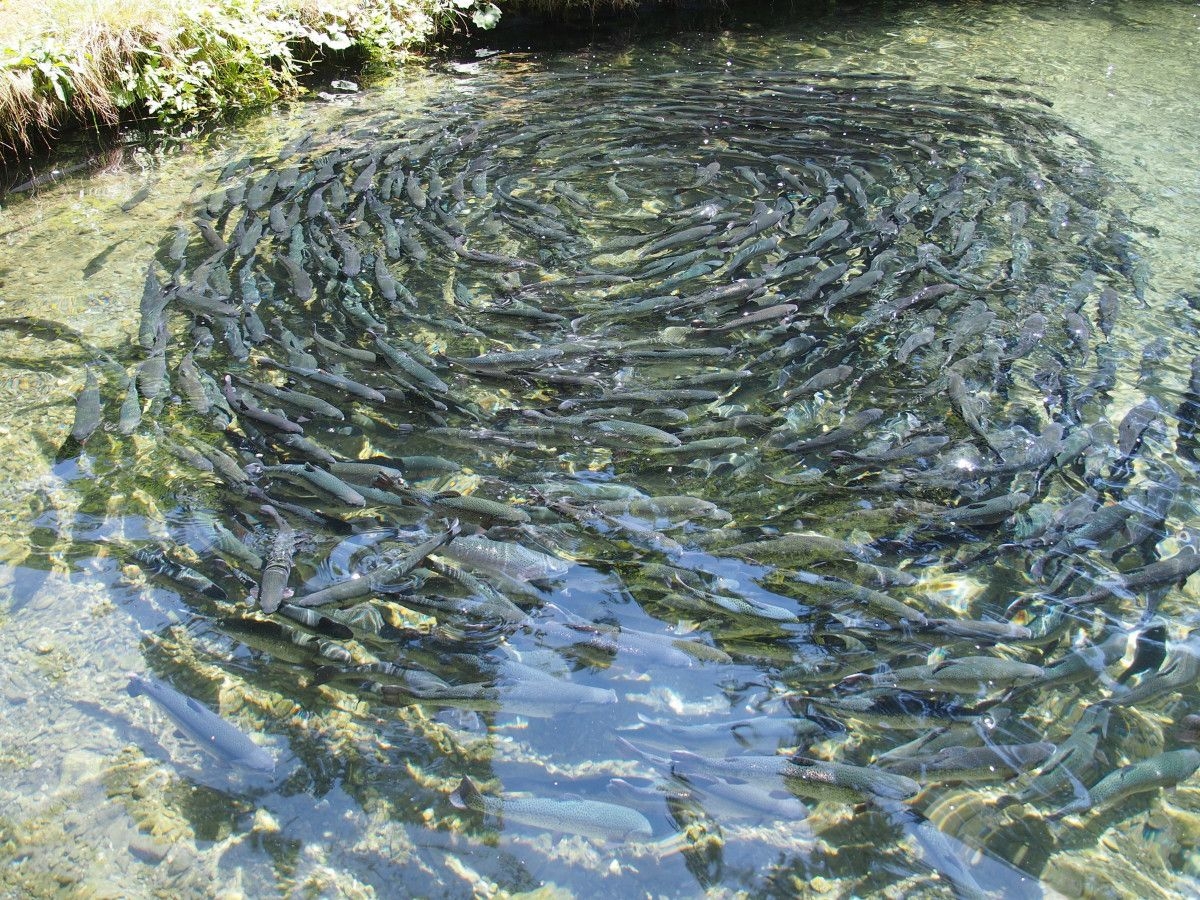 fish_farming_fish_eat_trout_food-687476.jpg